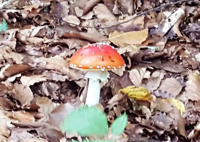 La Castagna Matta 3* Albareto (Parma)