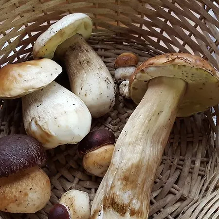 B&B La Castagna Matta