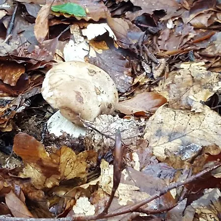 La Castagna Matta 알바레토