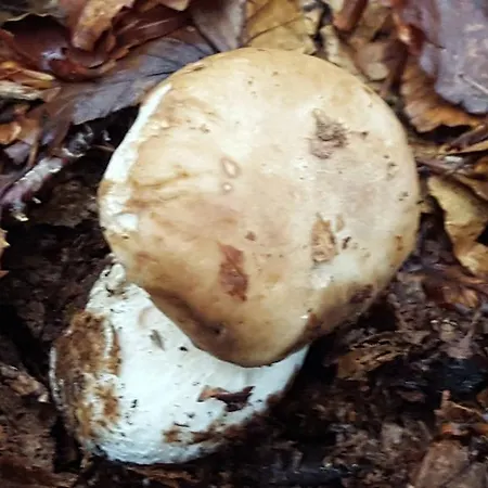 B&B La Castagna Matta