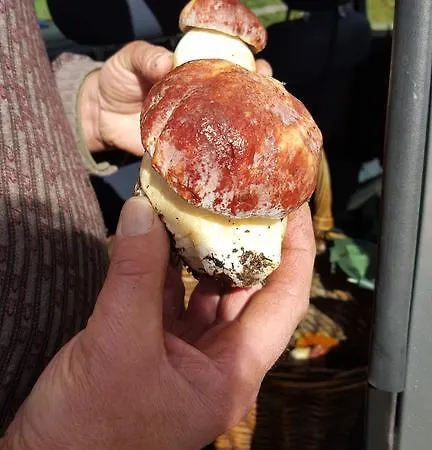 B&B La Castagna Matta 알바레토