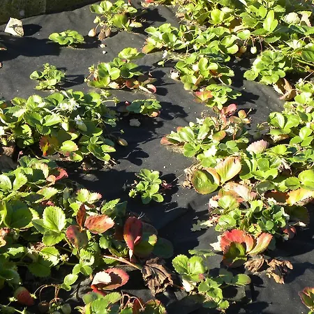 B&B La Castagna Matta 알바레토