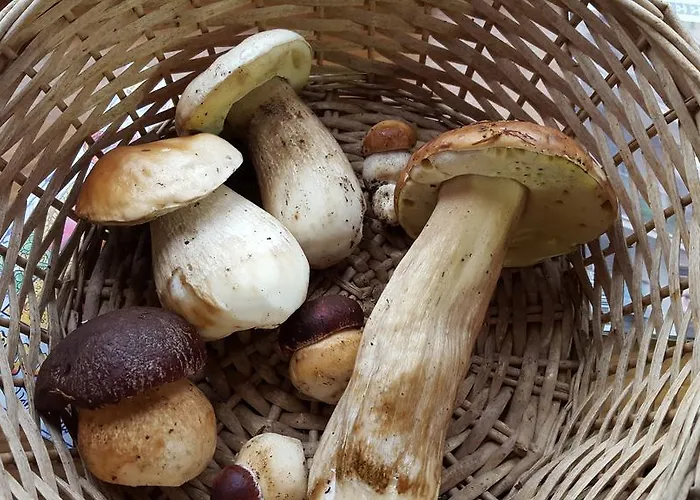 Bed & Breakfast La Castagna Matta