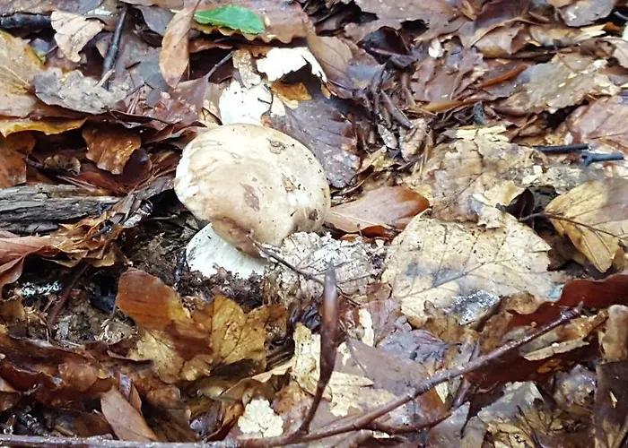 La Castagna Matta Albareto (Parma)