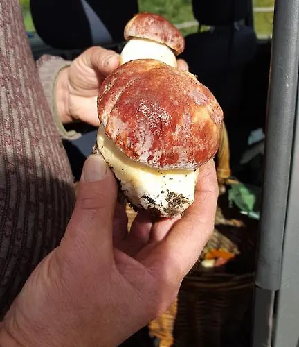 住宿加早餐酒店 卡斯塔纳玛塔旅馆 Albareto (Parma)
