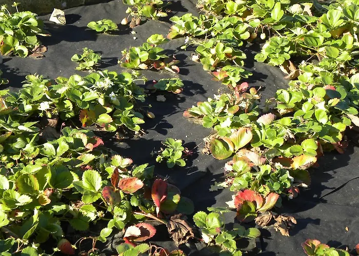 B&B La Castagna Matta 알바레토